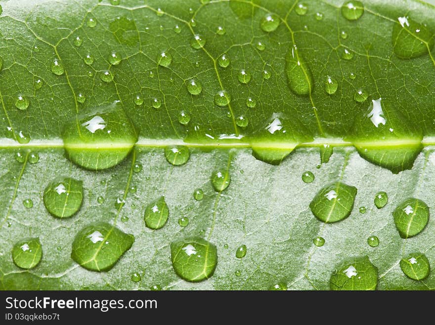 Water drops on leaf