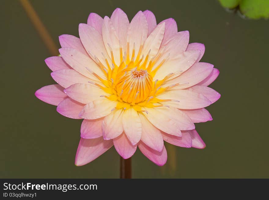 Close-up of Beautiful pink lotus, Thailand.