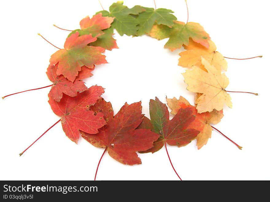 Circle of autumn multi-colored leaves symbolyzing changes in nature. Circle of autumn multi-colored leaves symbolyzing changes in nature