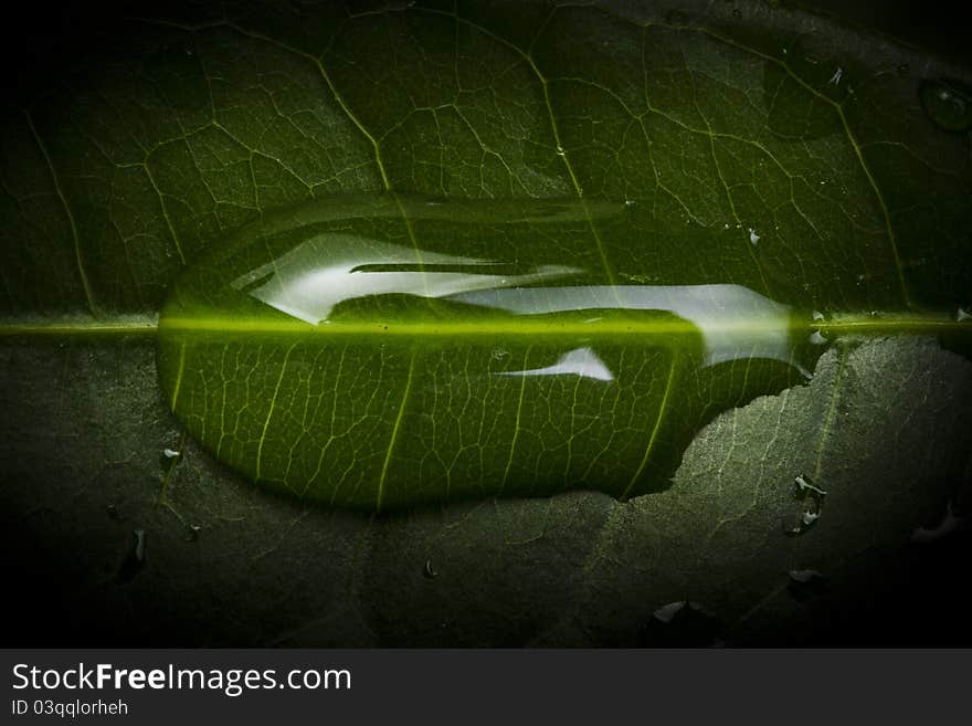 Water Drops On Leaf