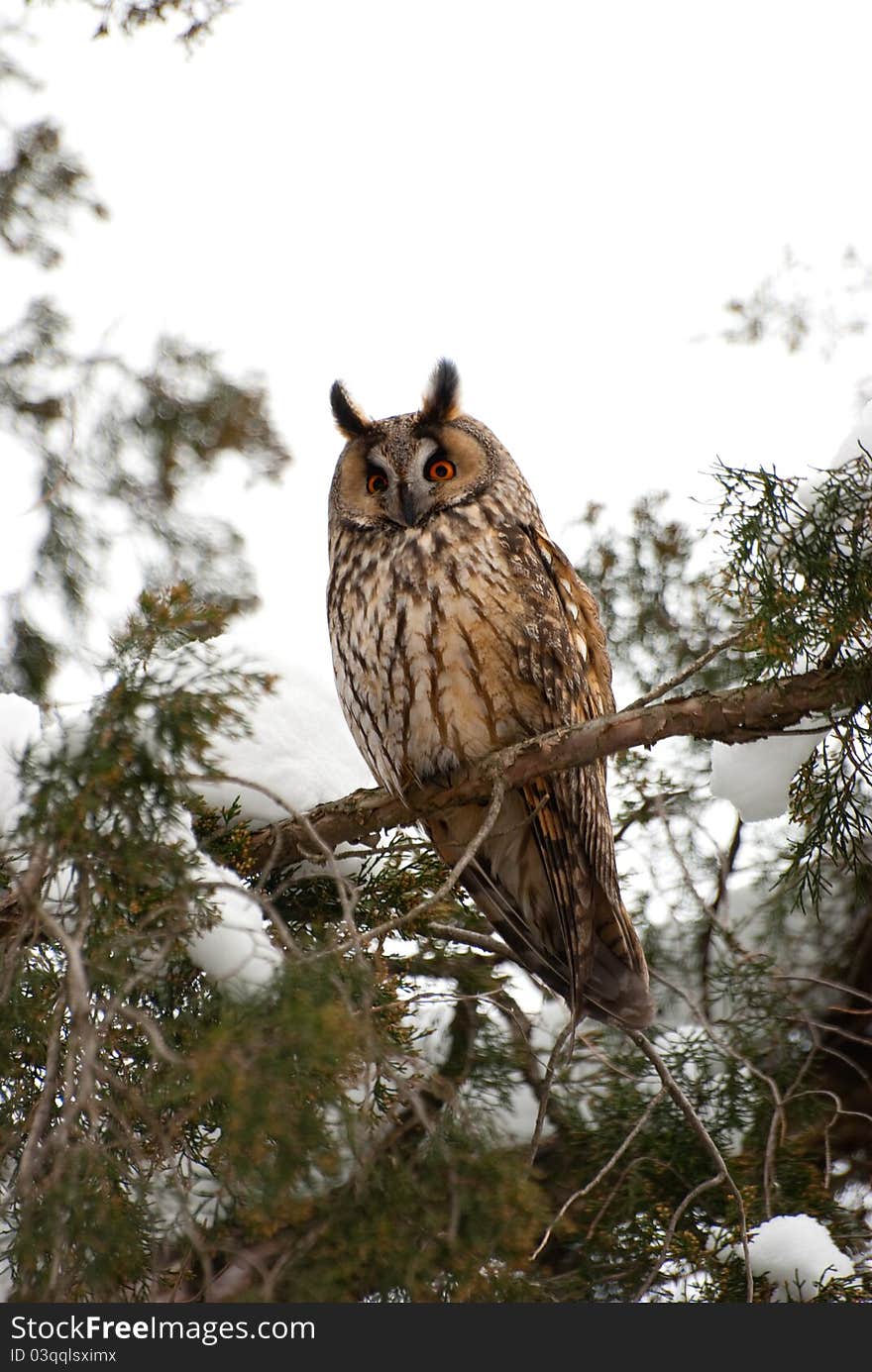 Screech-owl Portrait