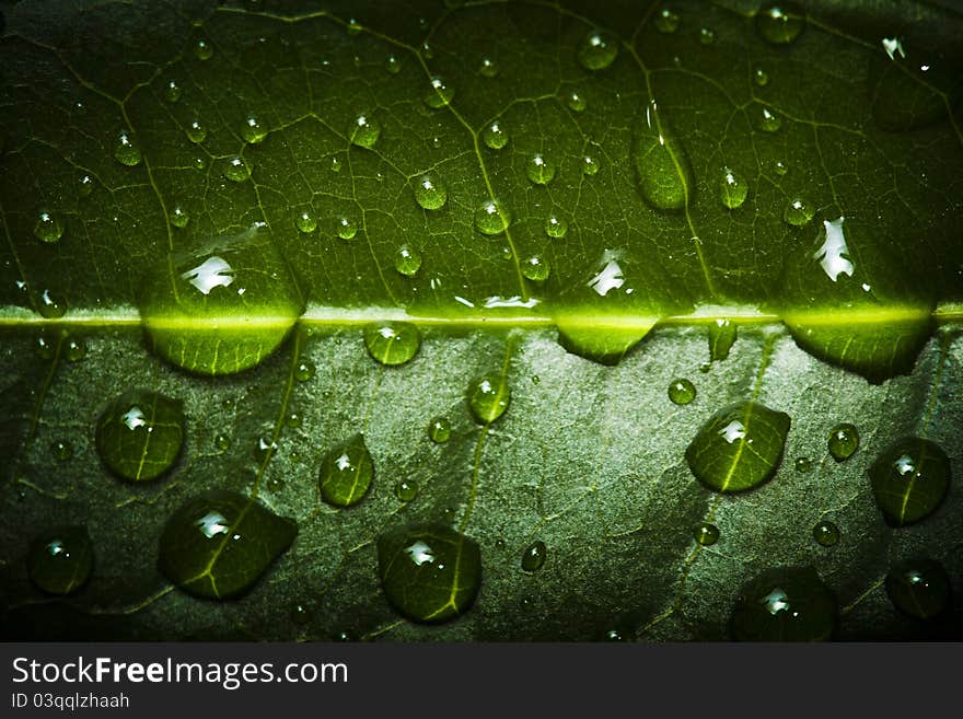 Water drops on leaf