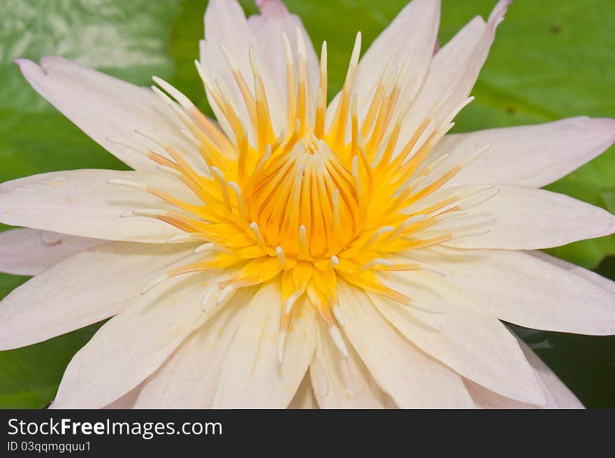 Close-up inside of beautiful pink lotus, Thailand.