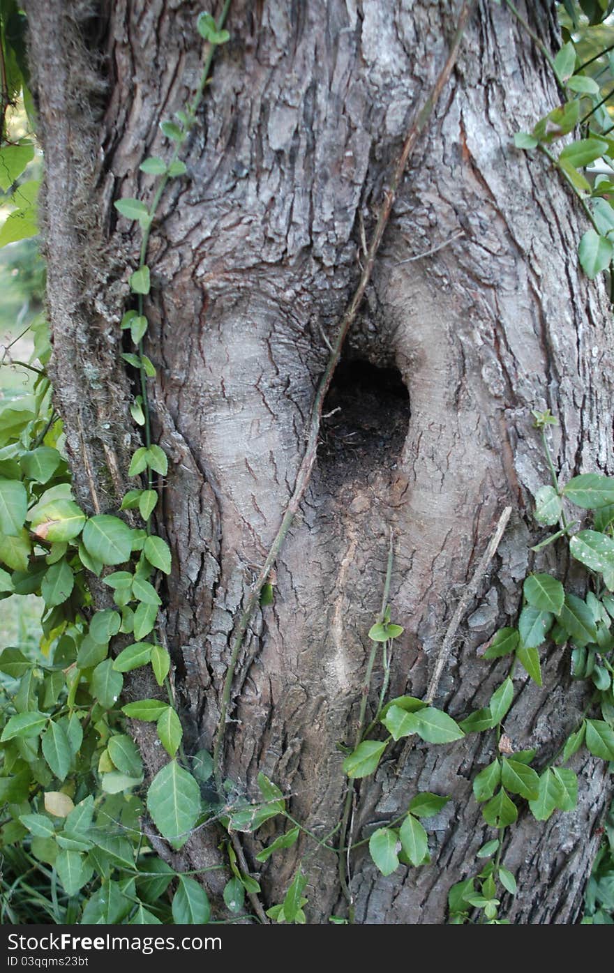 An odd old tree with a strange hole in front. An odd old tree with a strange hole in front