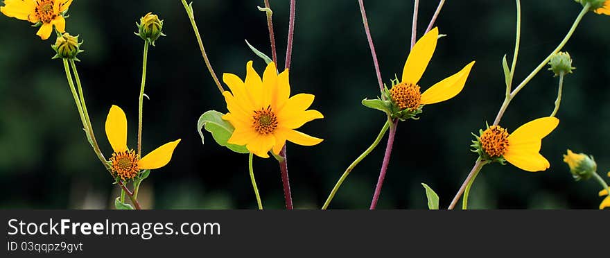 A set of sunflowers that spell love in thier petals