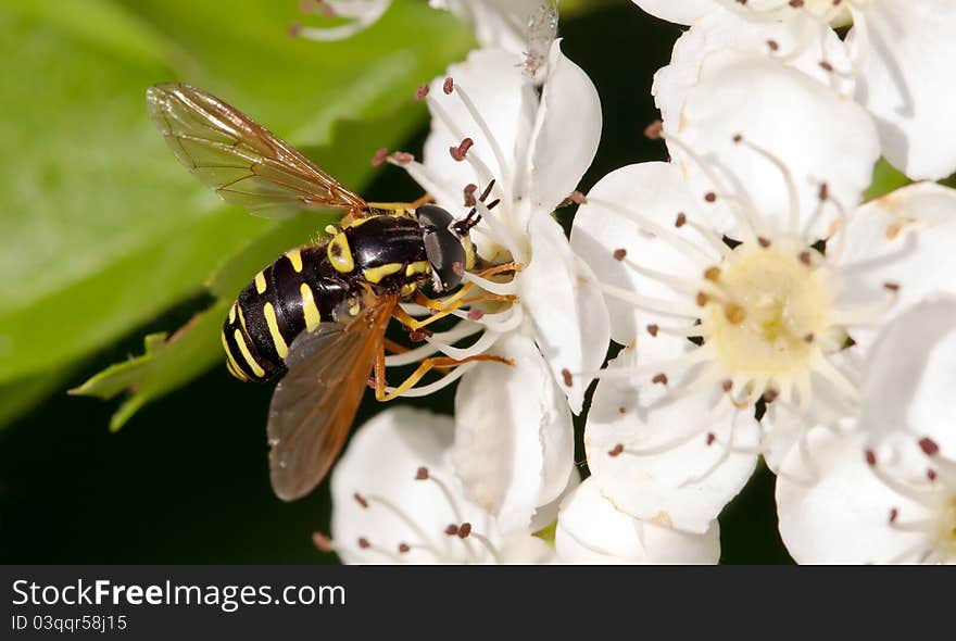 Apple tree flower and wasp closeup. Apple tree flower and wasp closeup