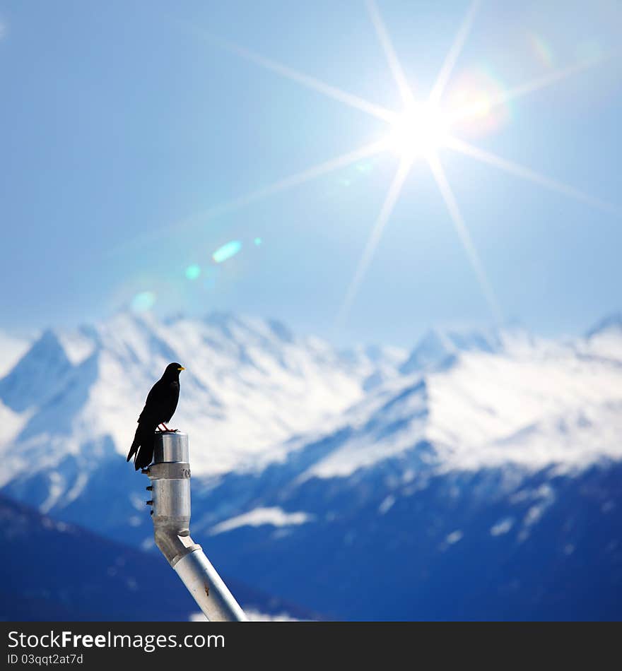 Ice top mountains starling bird