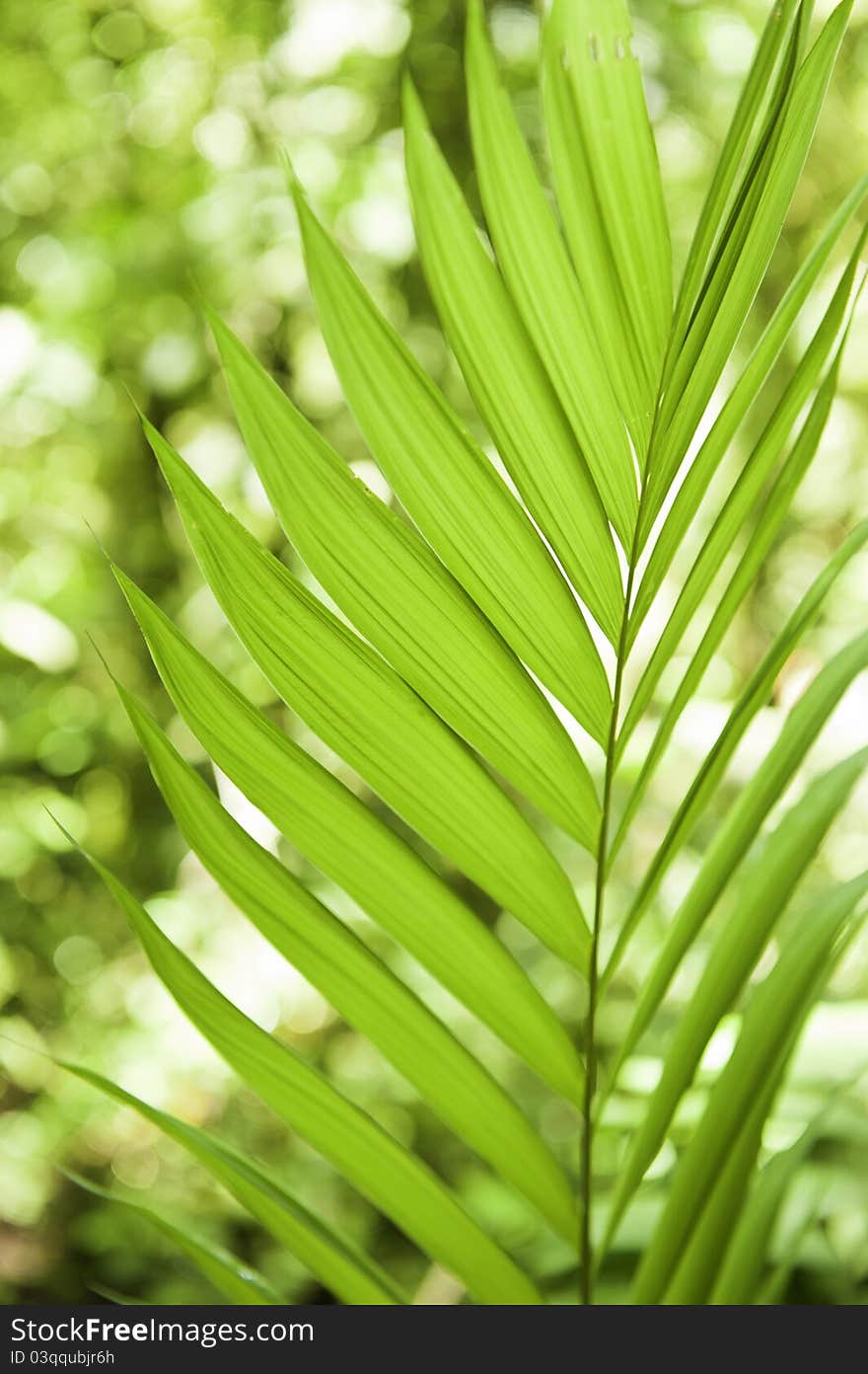 Palm Leaves *Soft Focus*