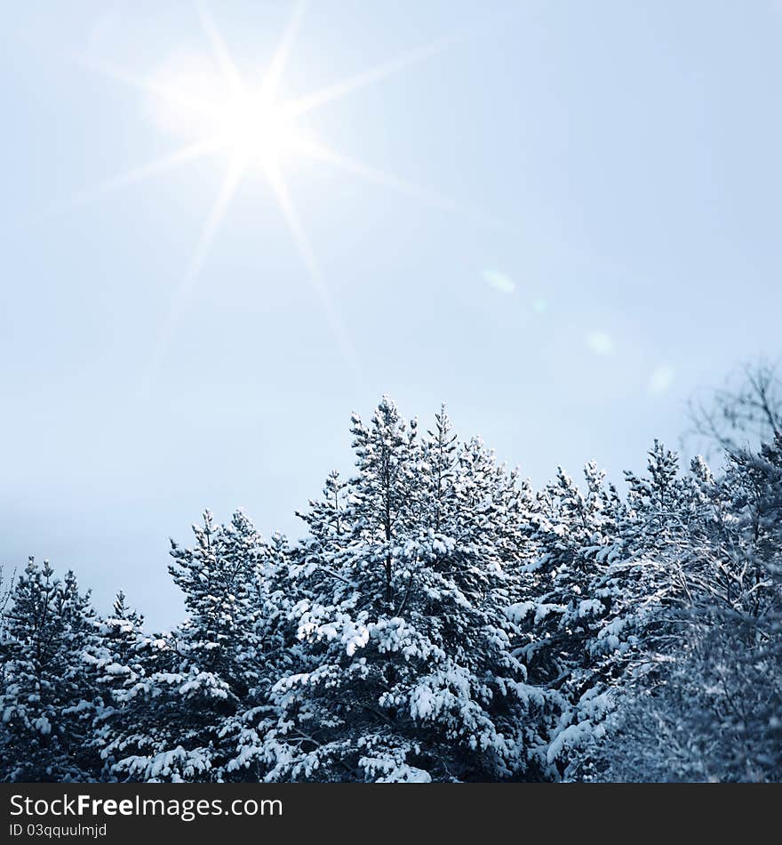 Pine forest trees in snow