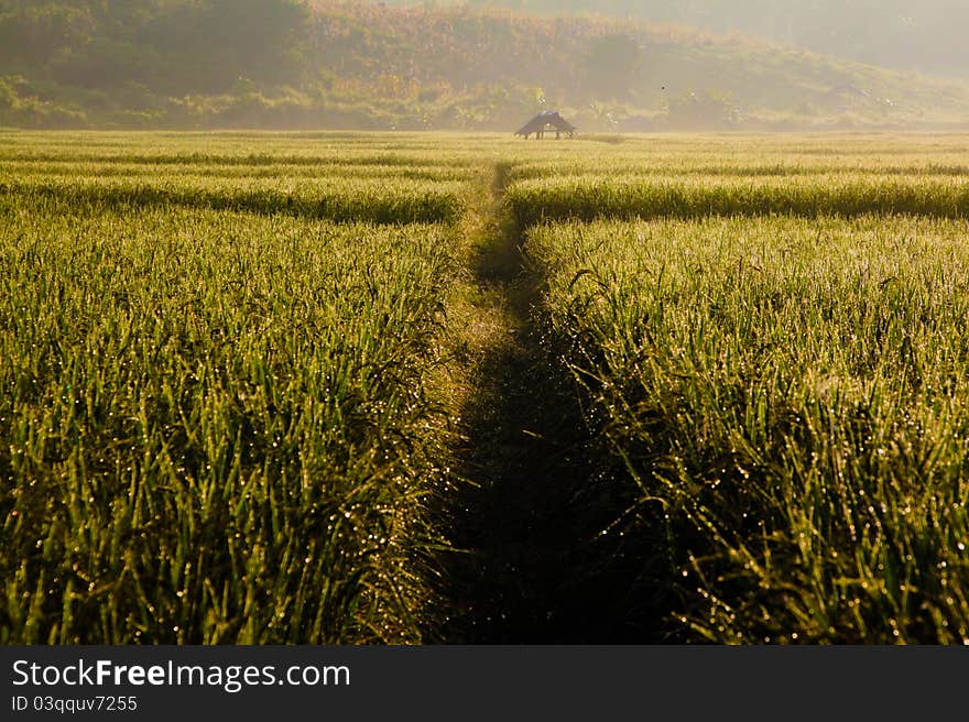 Farmhouse at paddy field