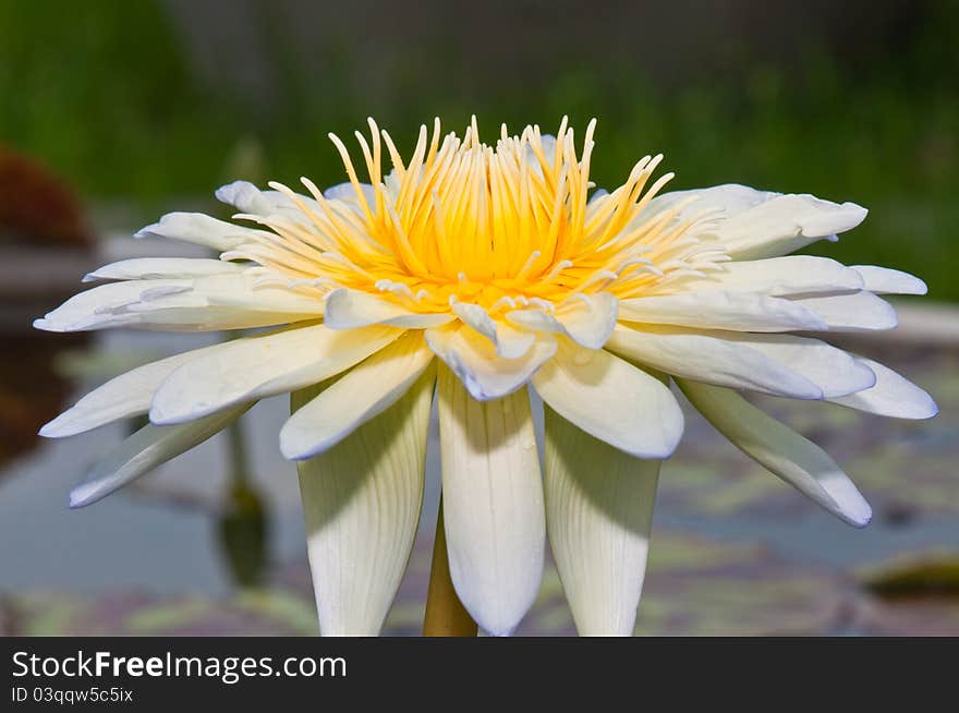 Close-up inside of beautiful violet lotus