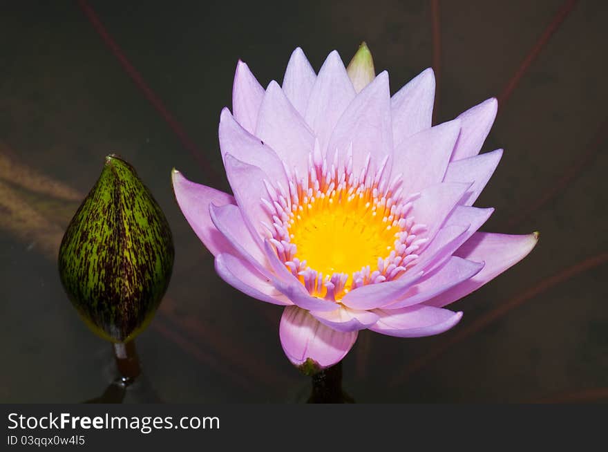 Close-up of beautiful violet lotus, Thailand.