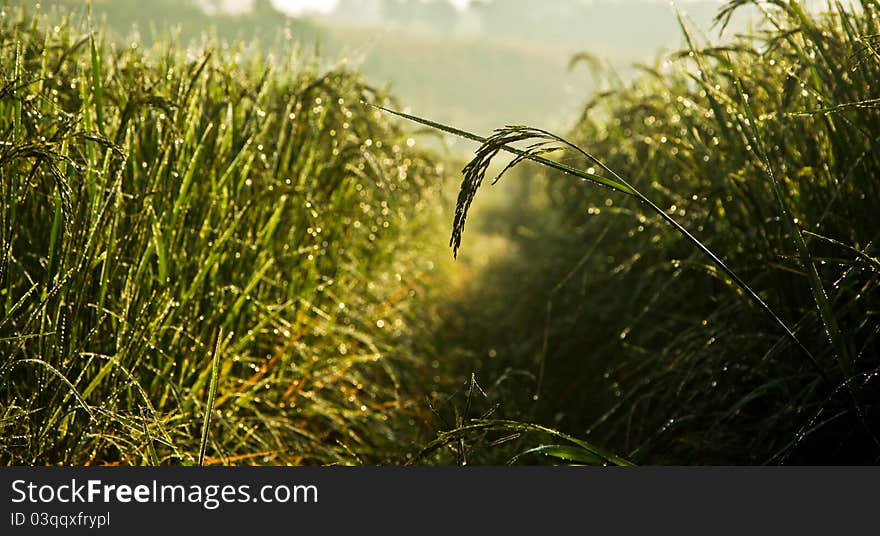 Dew Of Paddy Field In The Morning