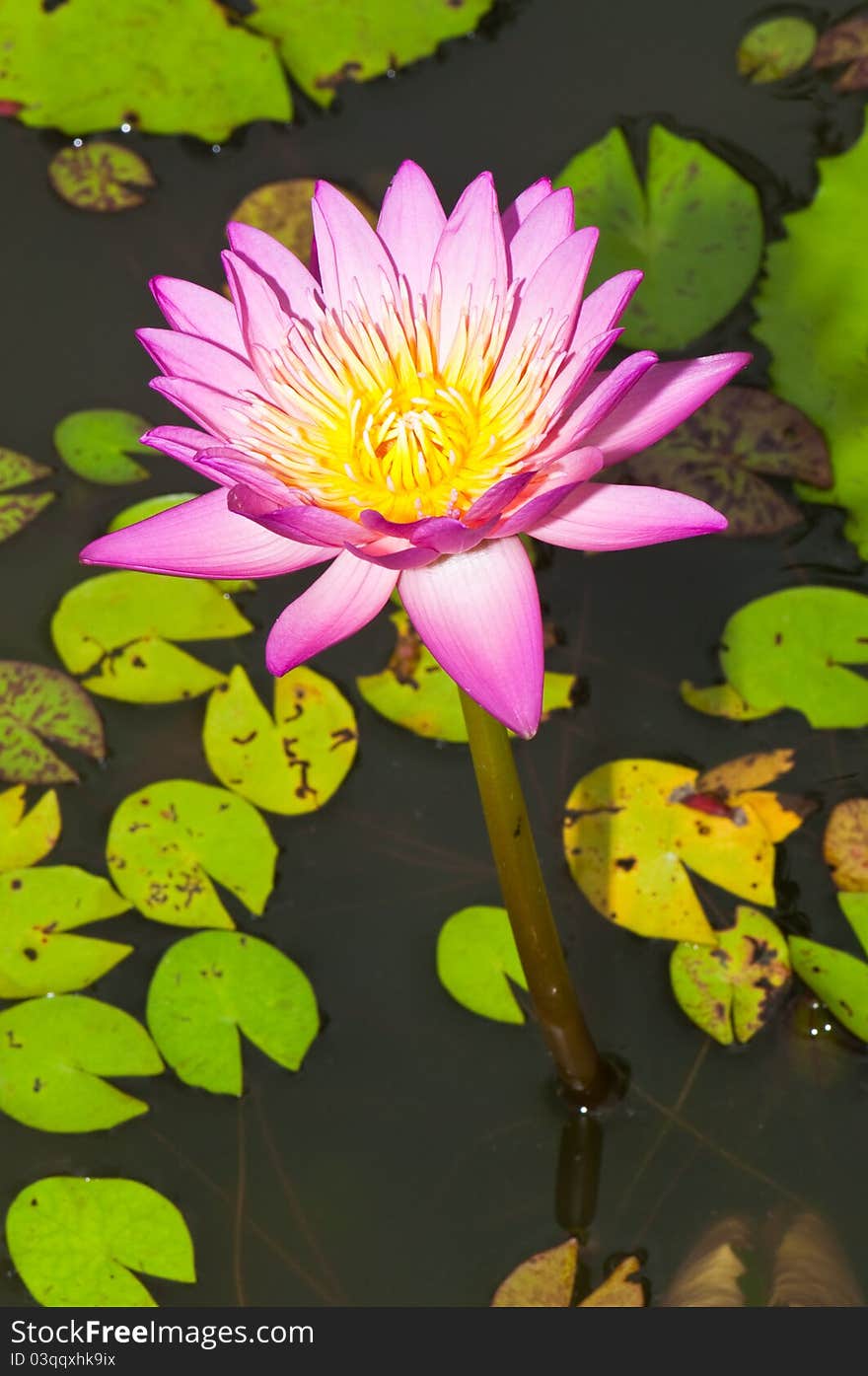 Close-up of Beautiful pink lotus, Thailand.