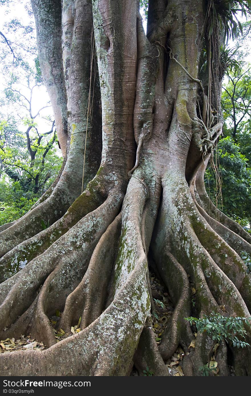 Old tree root