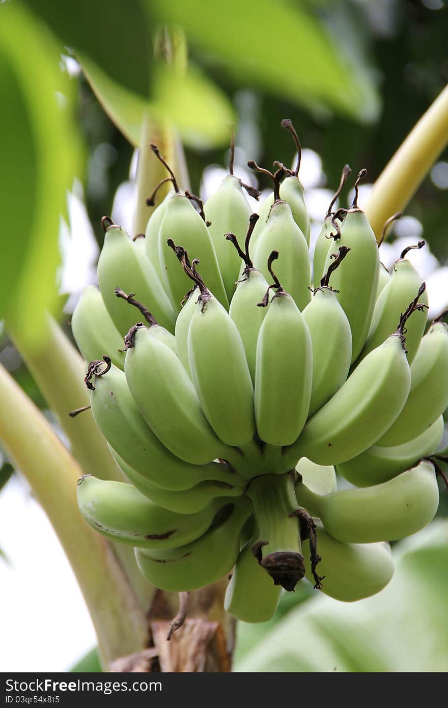 Close up green young banana in farm