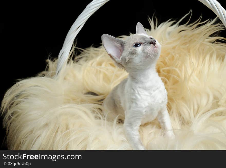 A cute cornish rex kitten in a basket with fur. A cute cornish rex kitten in a basket with fur