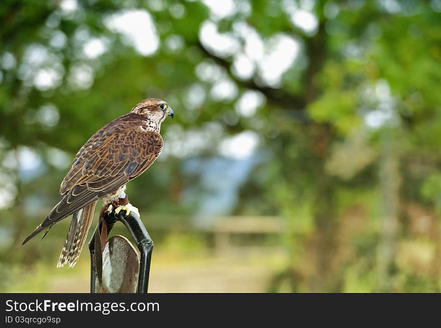 Falcon standing on a branch,Falconry Harz,Saxony Anhalt,Germany. Falcon standing on a branch,Falconry Harz,Saxony Anhalt,Germany.