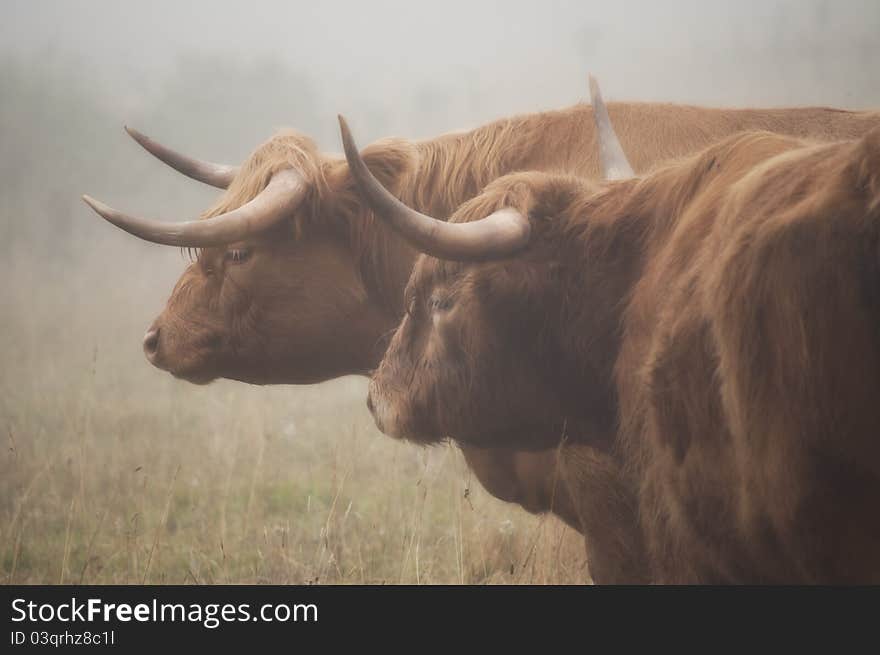 Highland cattle duo