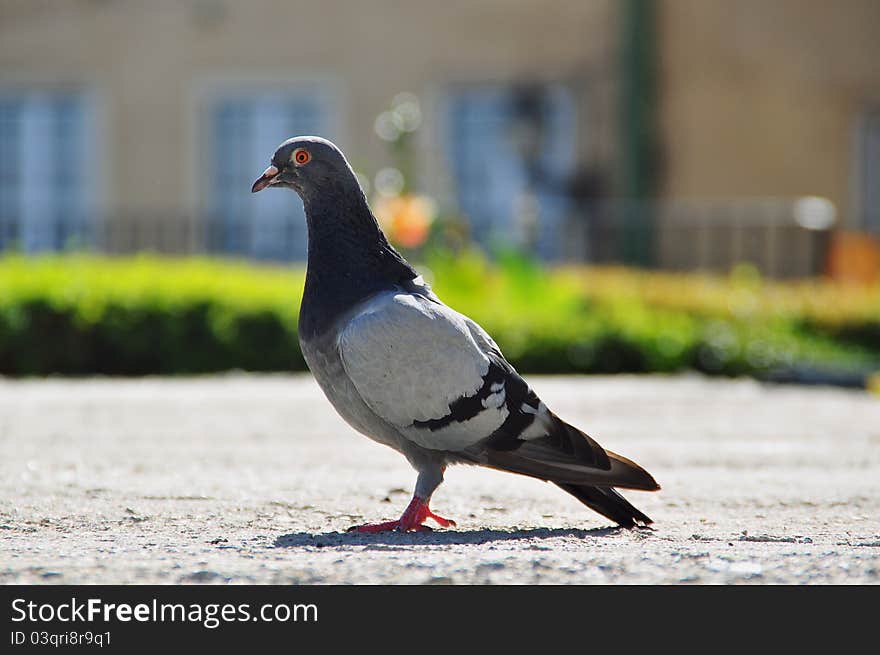 Pidgeon