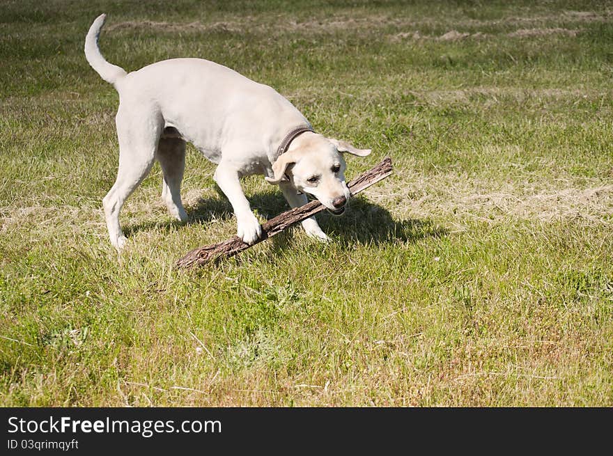 Labrador playing with a large stick in a grassy area. Labrador playing with a large stick in a grassy area.