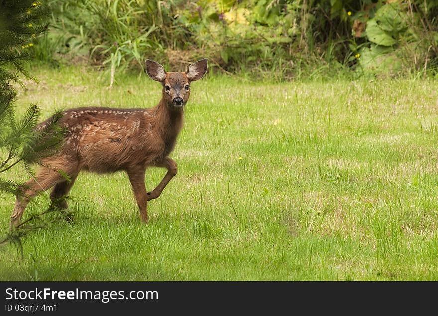 Curious Fawn