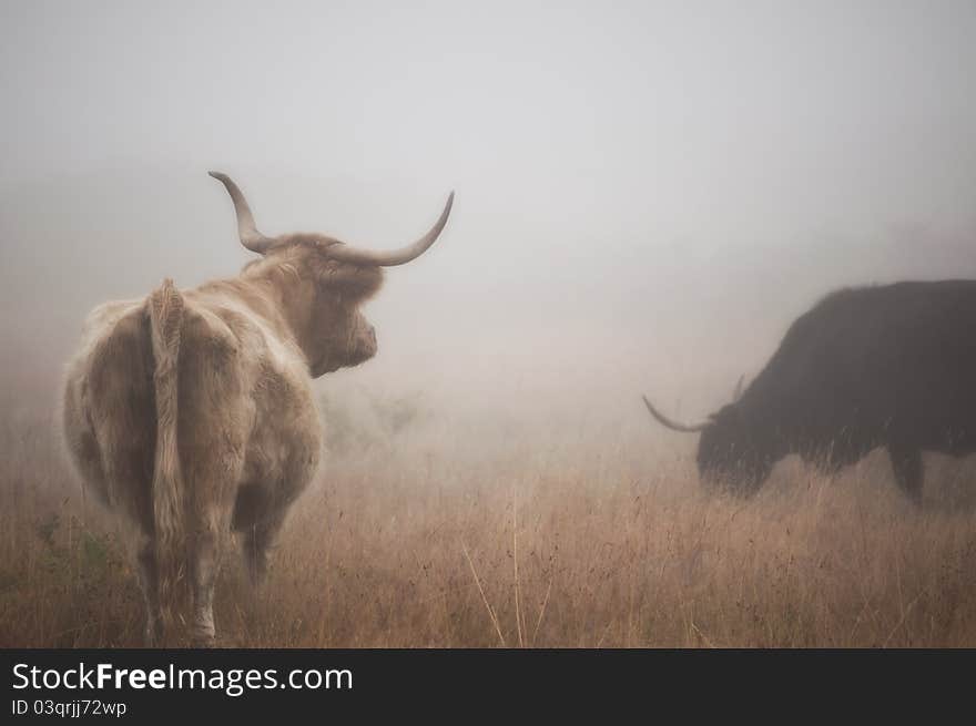 Highland Cattle Gaze