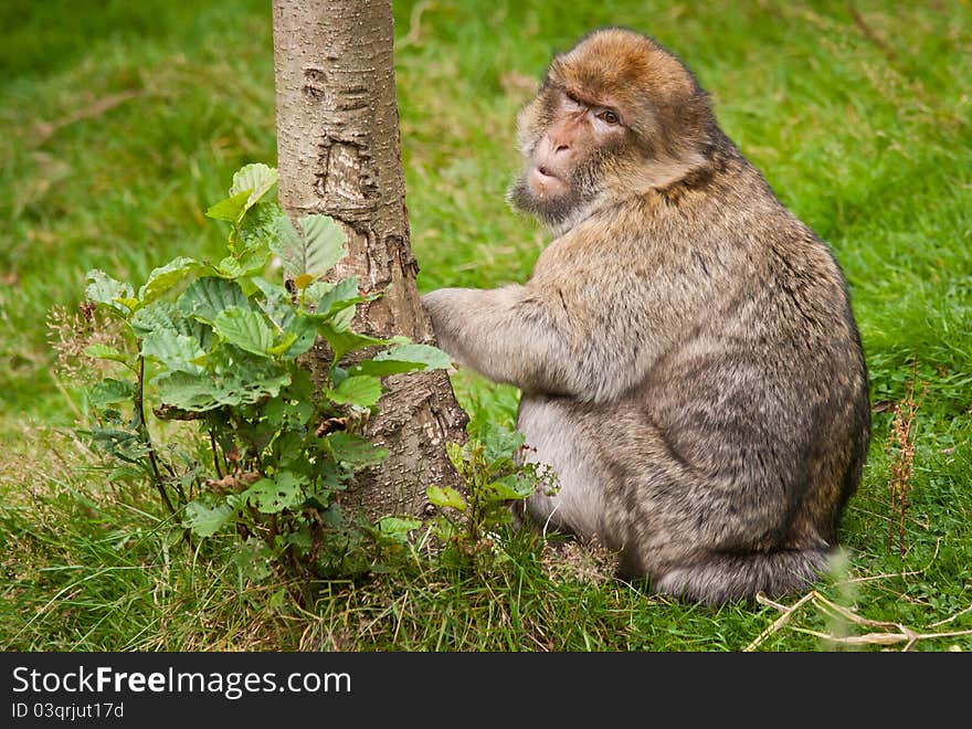 Portrait of a Barbary Macaque monkey