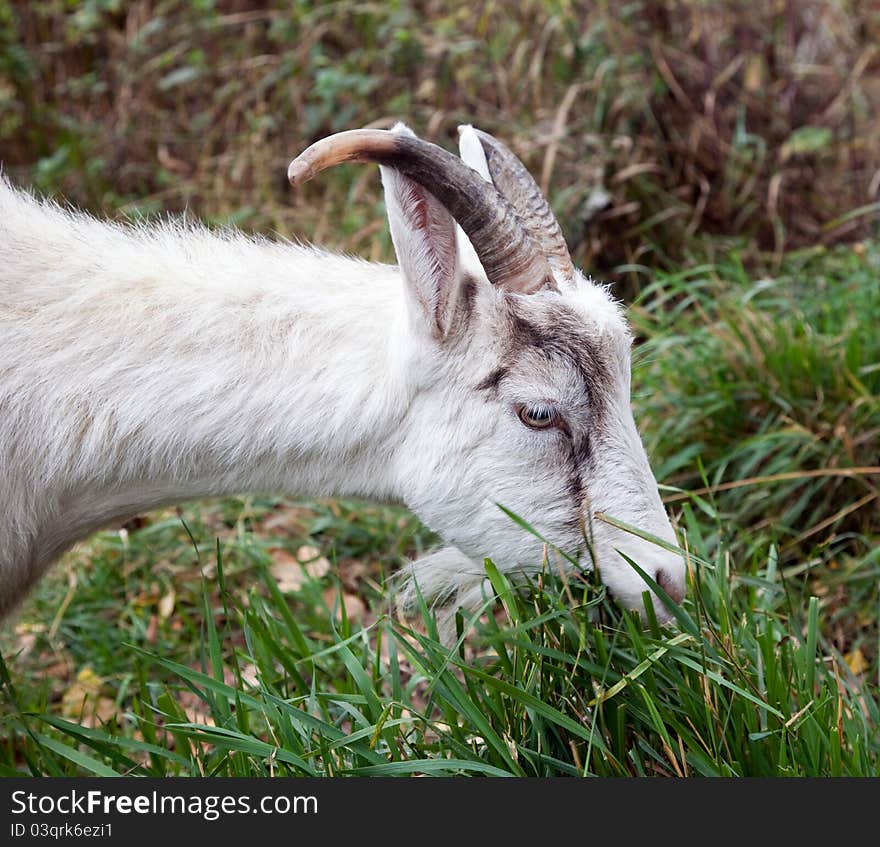 Goat nibbling the grass. Portrait. Close-up. Goat nibbling the grass. Portrait. Close-up.