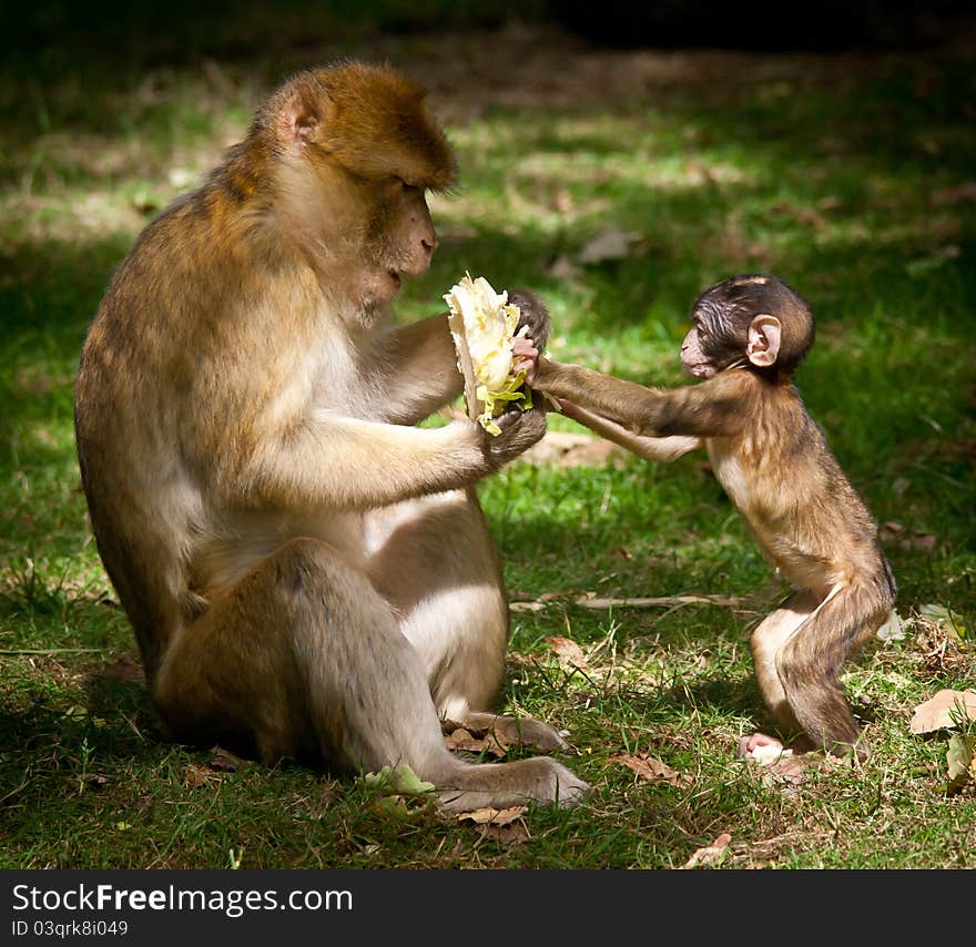 Portrait of a Barbary Macaque monkey eating with baby