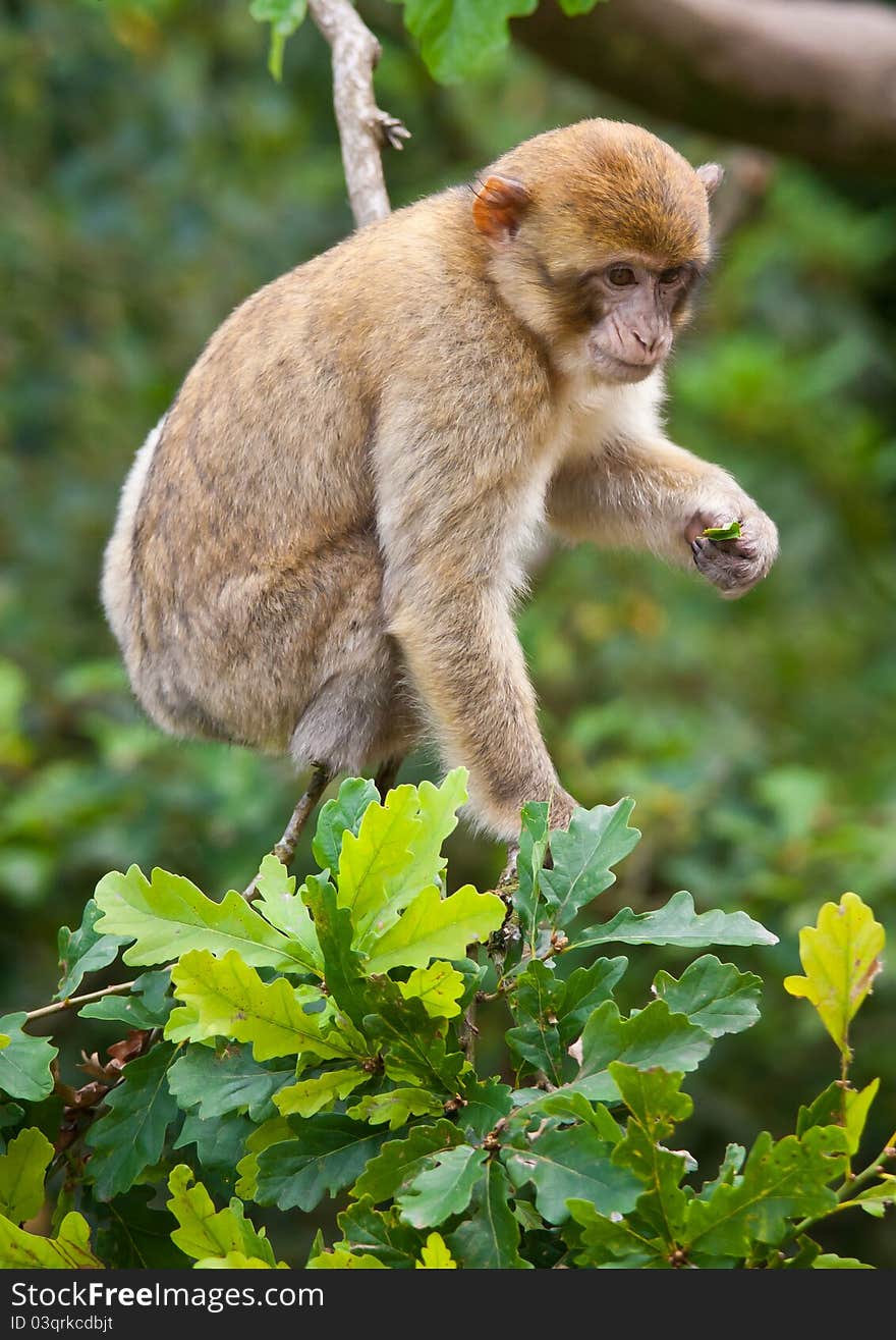 Portrait of a Barbary Macaque monkey sat in a tree