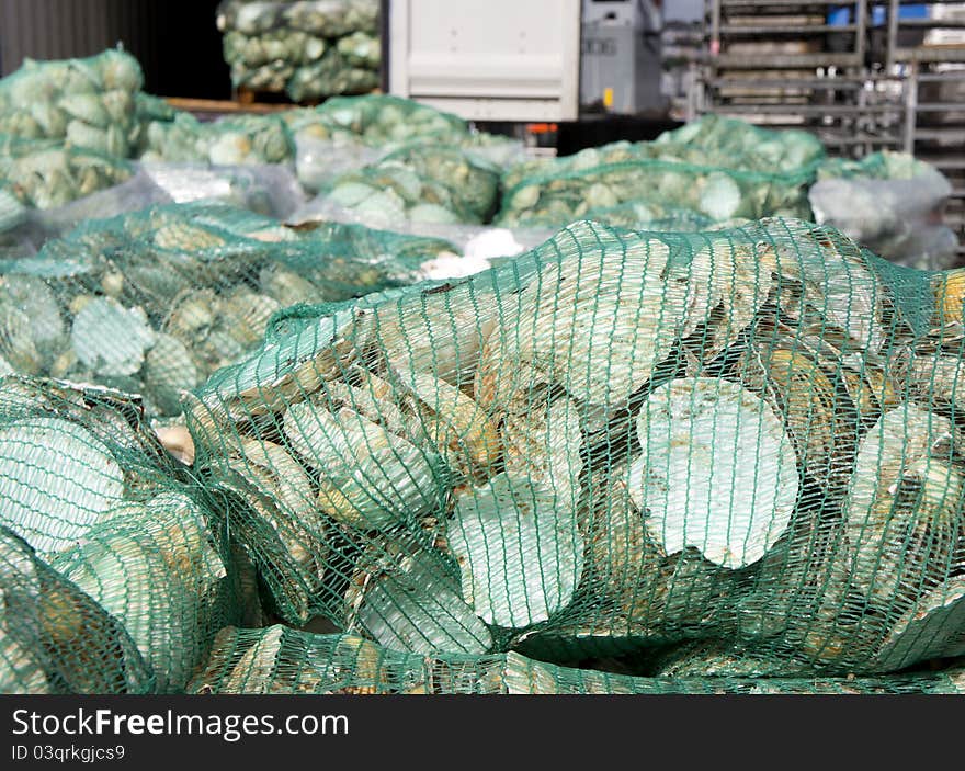 Some shells in a net