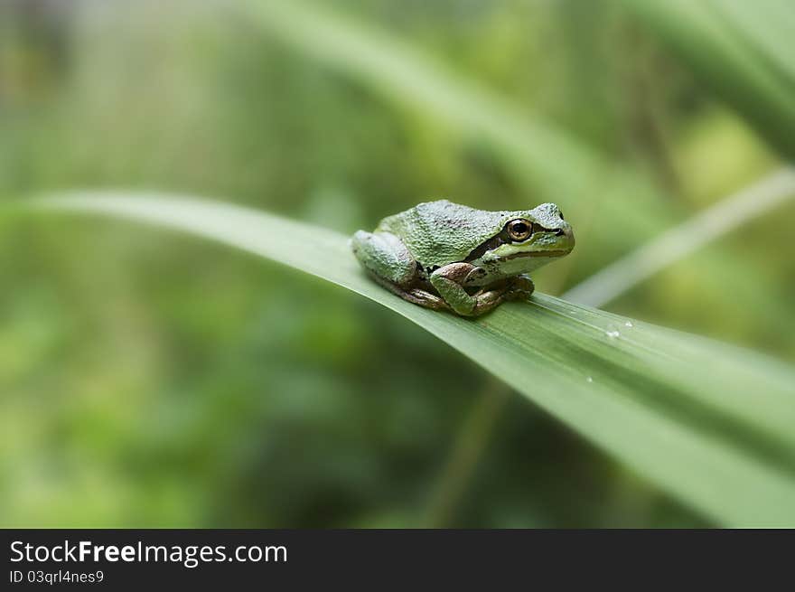 Green tree frog on a long leaf there are three drops of water in front of him. his hand are folded underneath. Green tree frog on a long leaf there are three drops of water in front of him. his hand are folded underneath