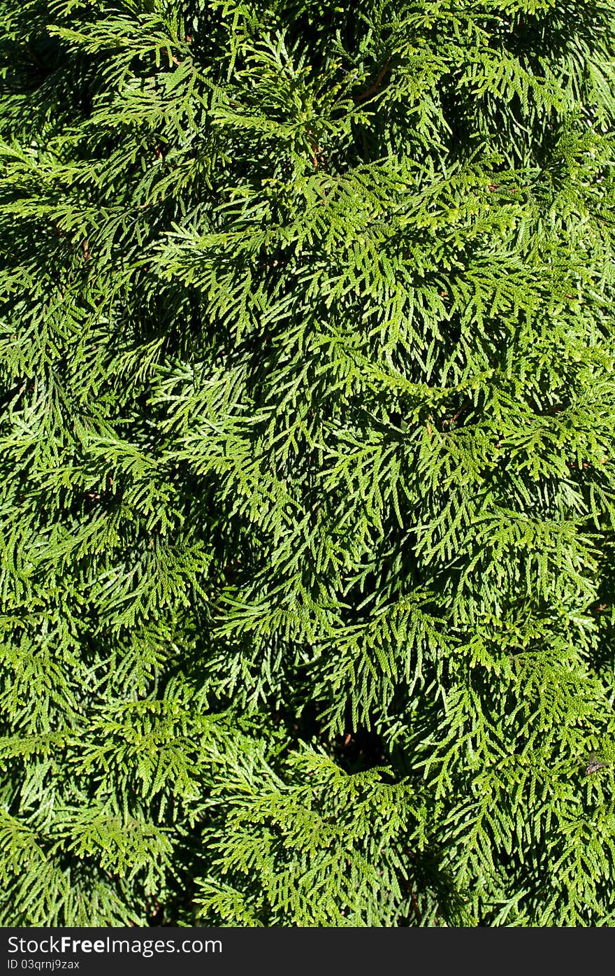 Brightly green prickly branches of a fur-tree or pine