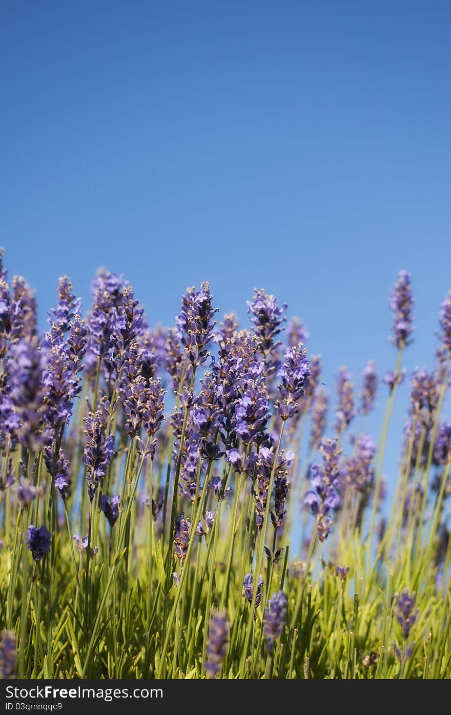 Lavender heaven