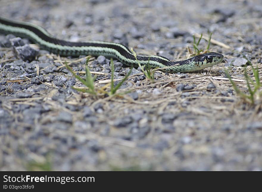 Green and black garen snake lying on a bed of gravel, shallow depth of field. Green and black garen snake lying on a bed of gravel, shallow depth of field