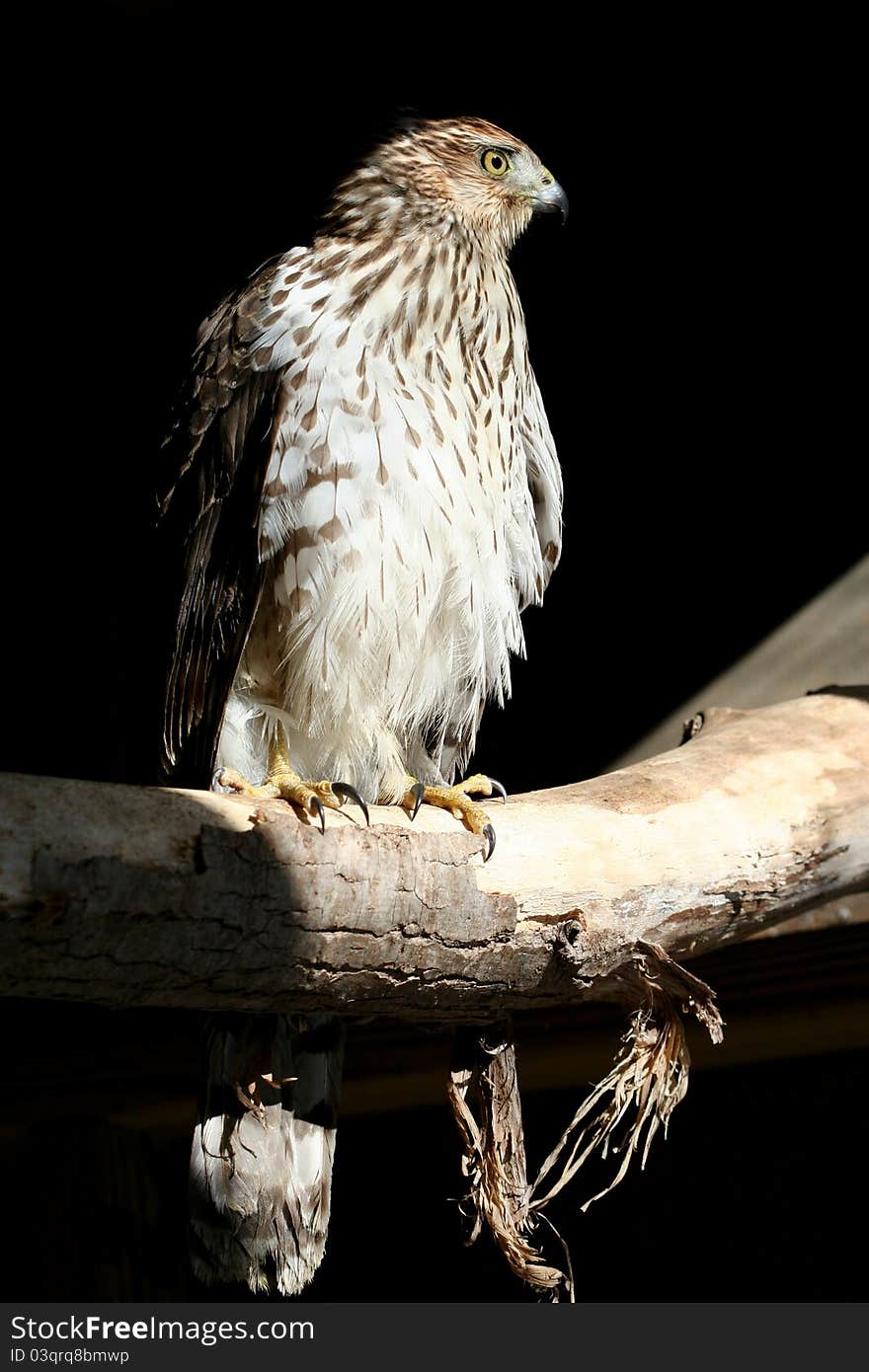 Coopers Hawk