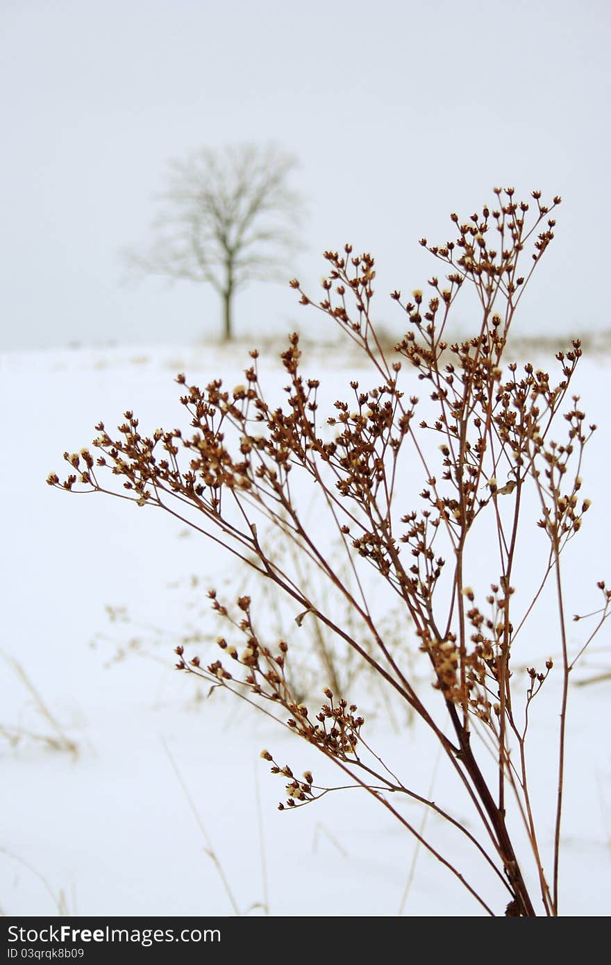 Dead plant with single tree in background. Dead plant with single tree in background