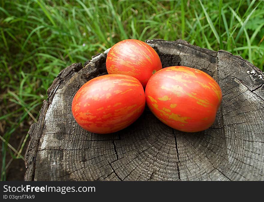 Easter egg tomatoes in the garden