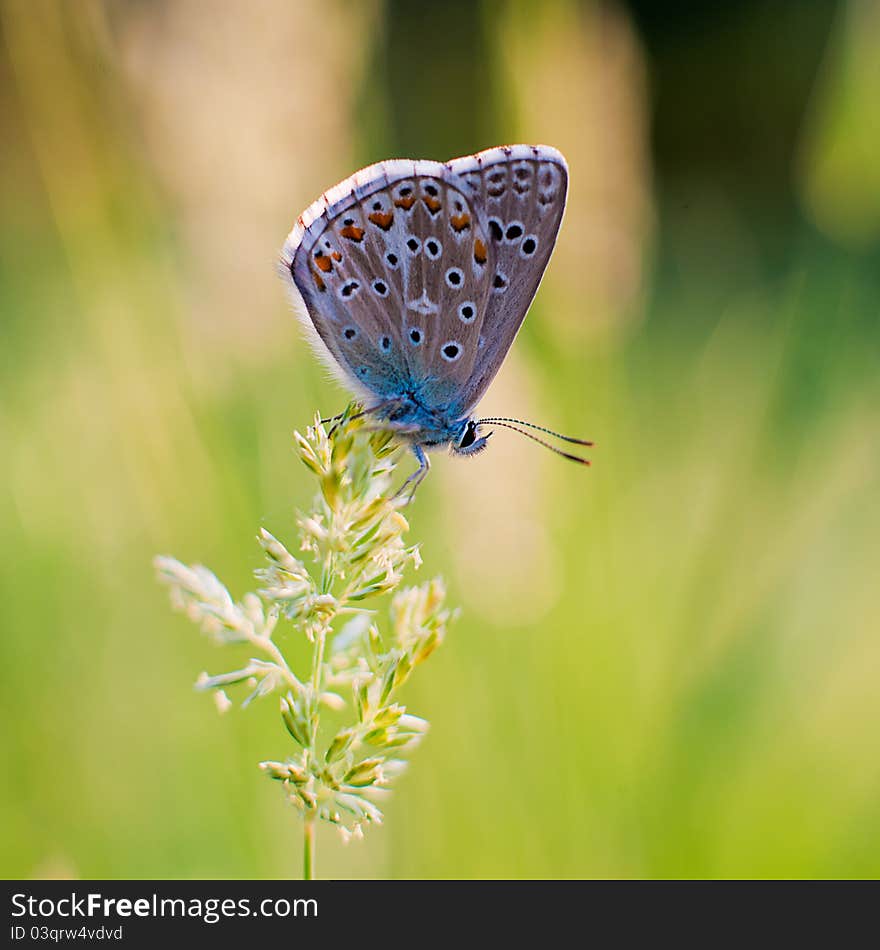 Butterfly sits on the flowers