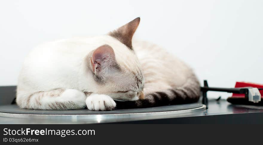 Cute cat sleeping over turntable. Cute cat sleeping over turntable