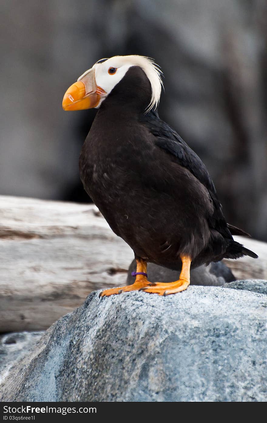 Puffin perched on a rock