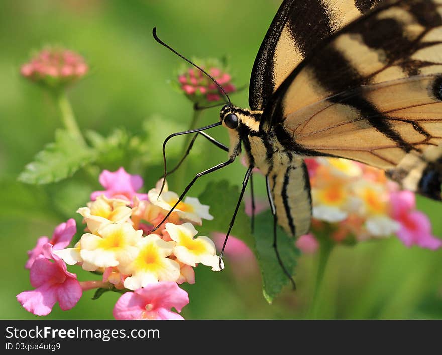 Yellow and Black Swallowtail Butterfly Macro. Yellow and Black Swallowtail Butterfly Macro