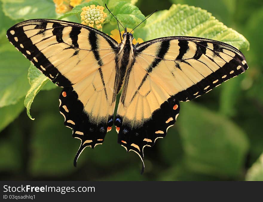 Yellow and Black Swallowtail Butterfly Macro. Yellow and Black Swallowtail Butterfly Macro