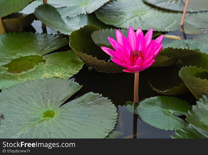 Pink Water Lily in nature pool