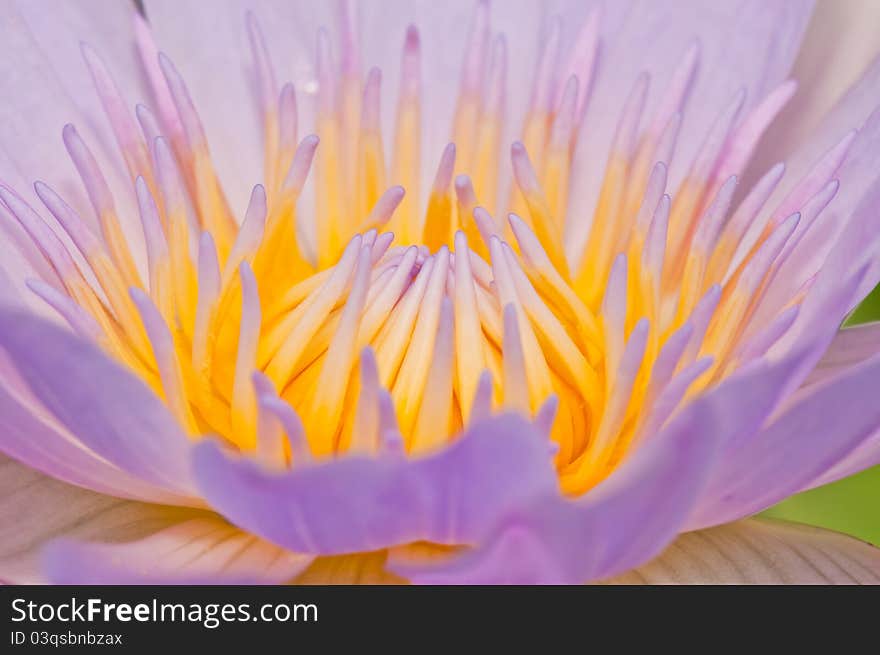 Close-up inside of beautiful violet lotus