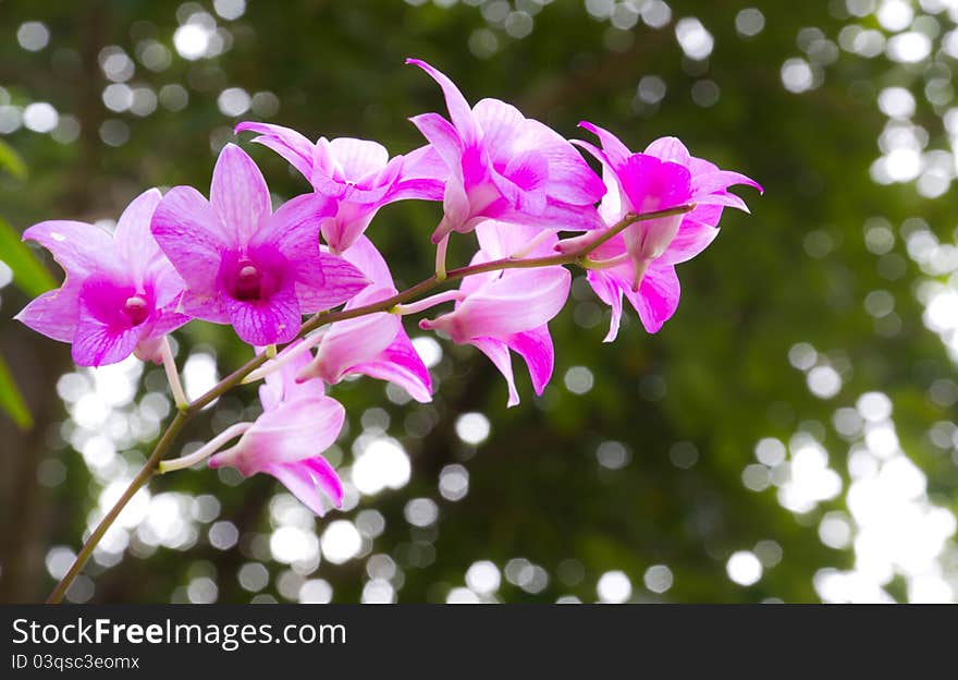 Pink Orchid