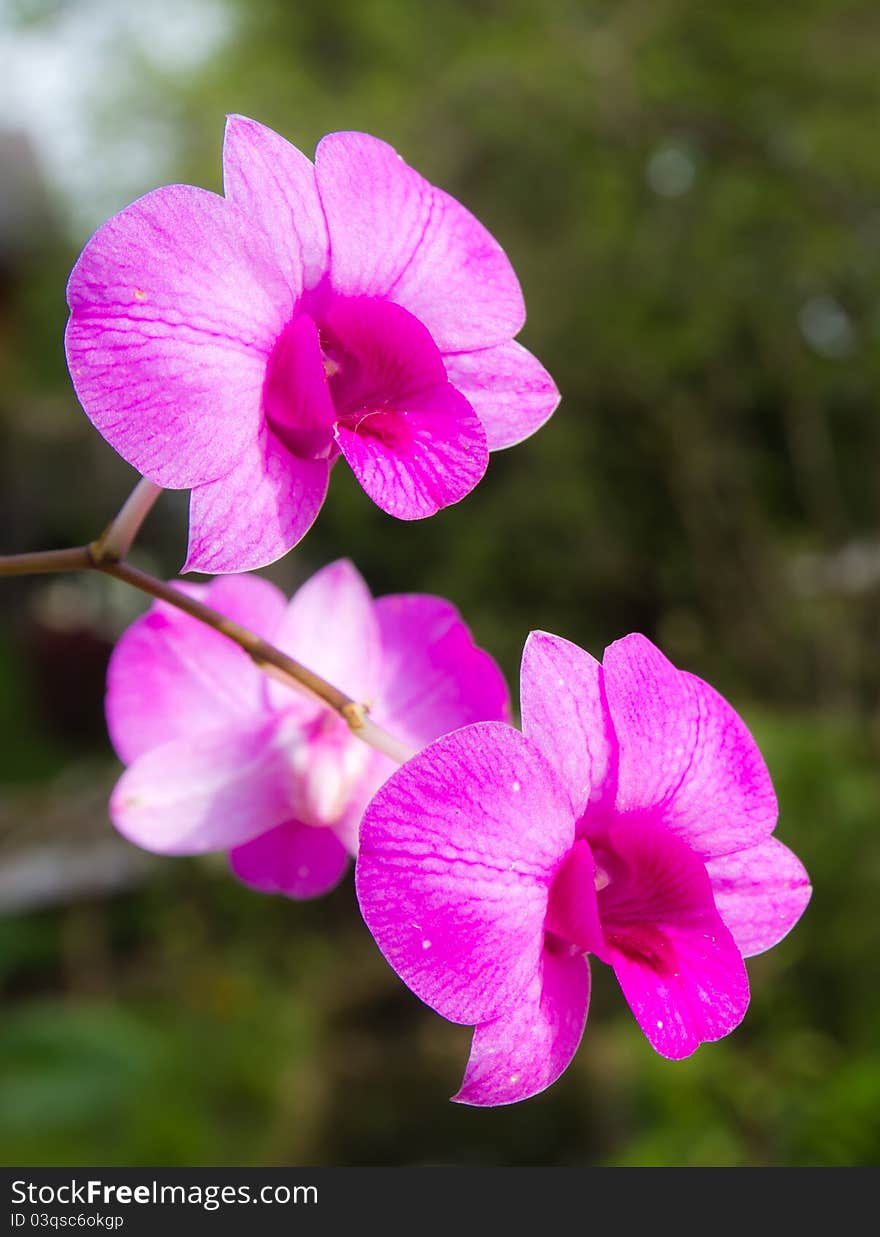 Pink Orchid