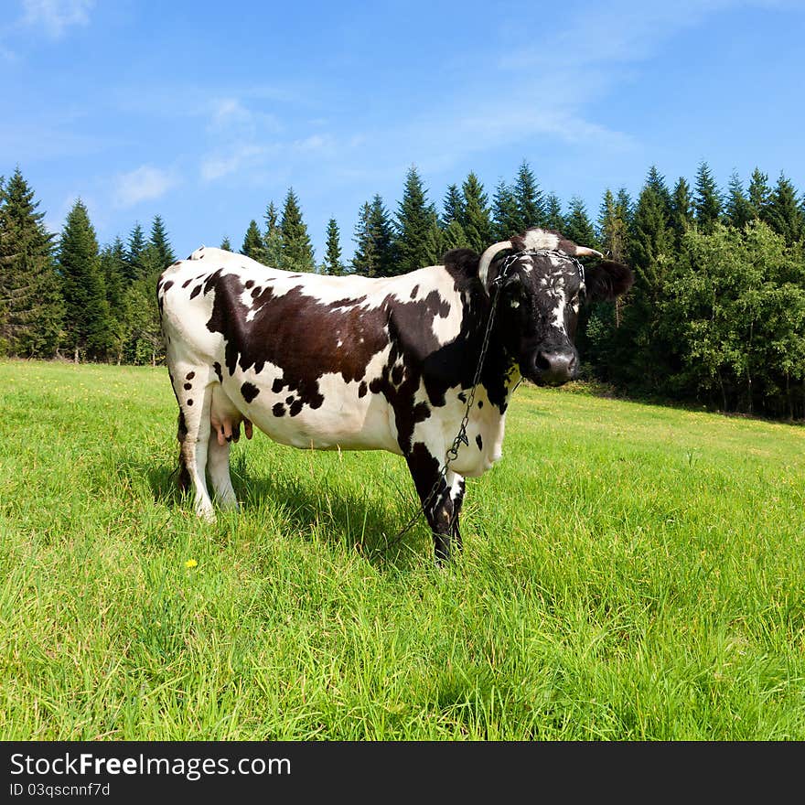 Photo of a cow standing in a field with trees