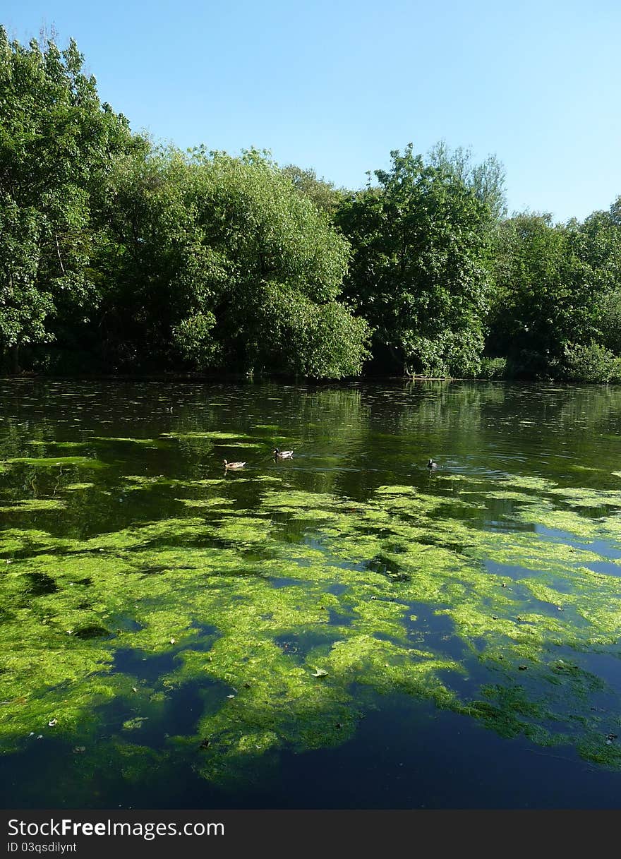 A typical countryside scene showing a lake and trees. A typical countryside scene showing a lake and trees.